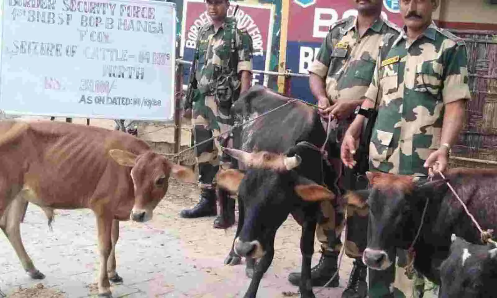 5 cattle rescued from smugglers at India-Bangla border in Assam