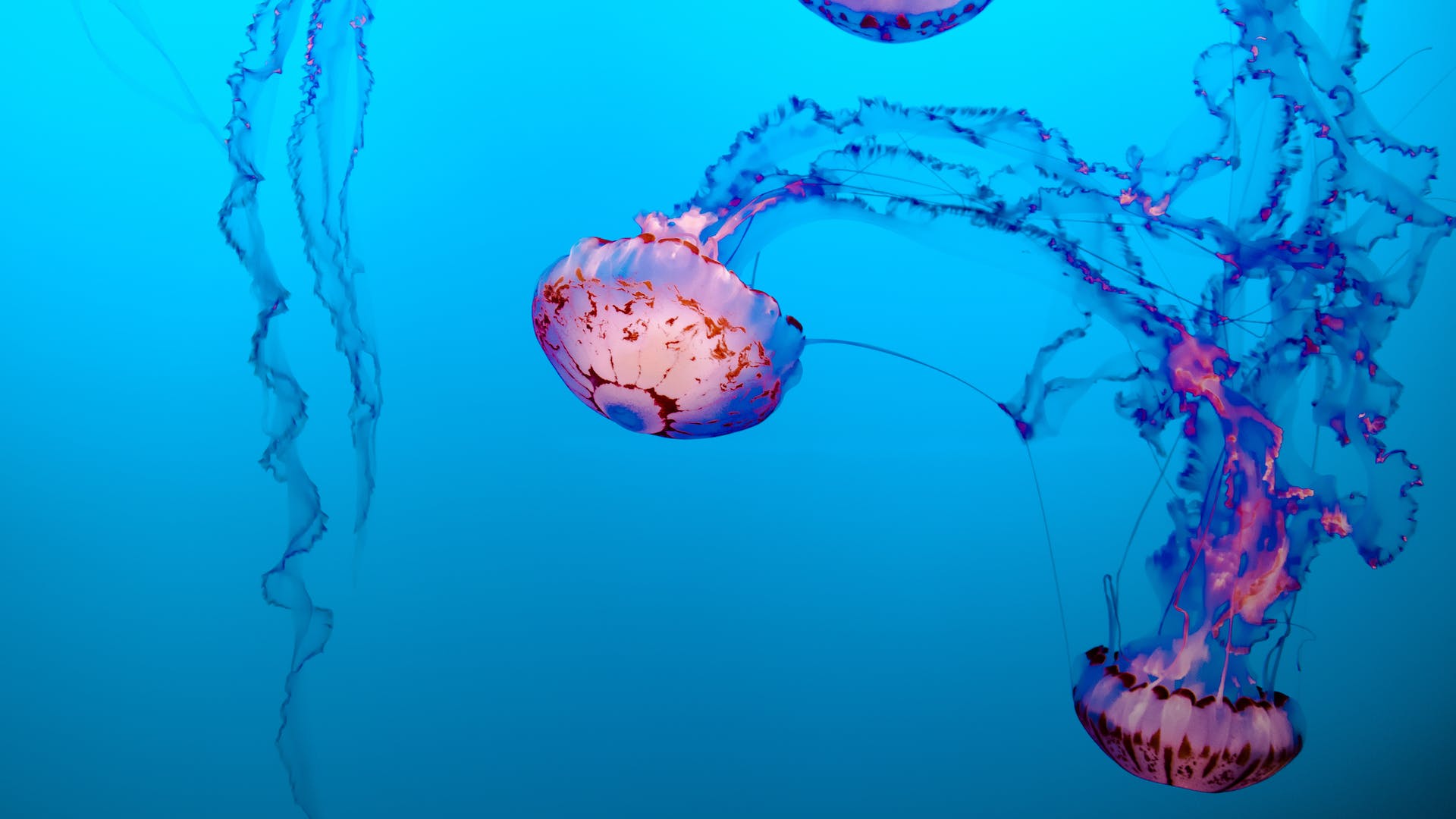 Research reveals how jellyfish regenerate functional tentacles in days