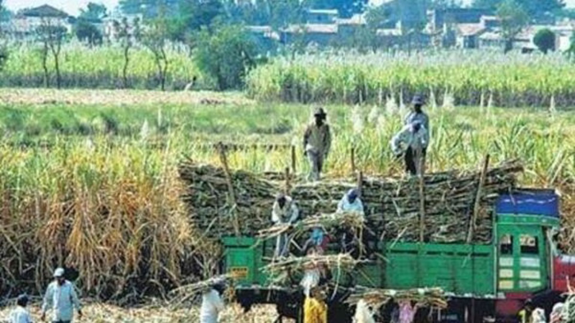 India Slaps 50% Export Duty on Sugar’s Molasses