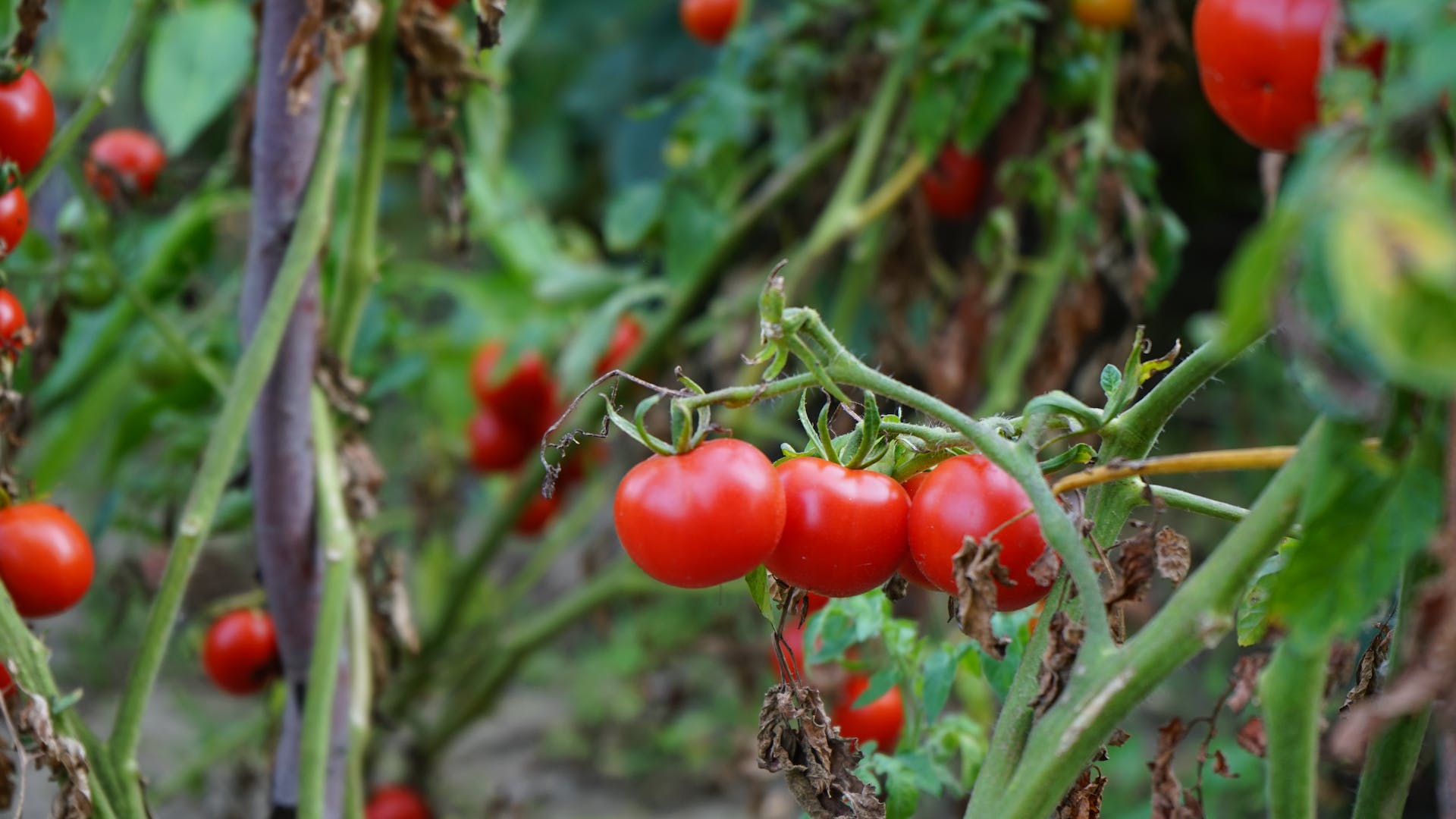 Tomato plants use their roots to ration water during drought: Study