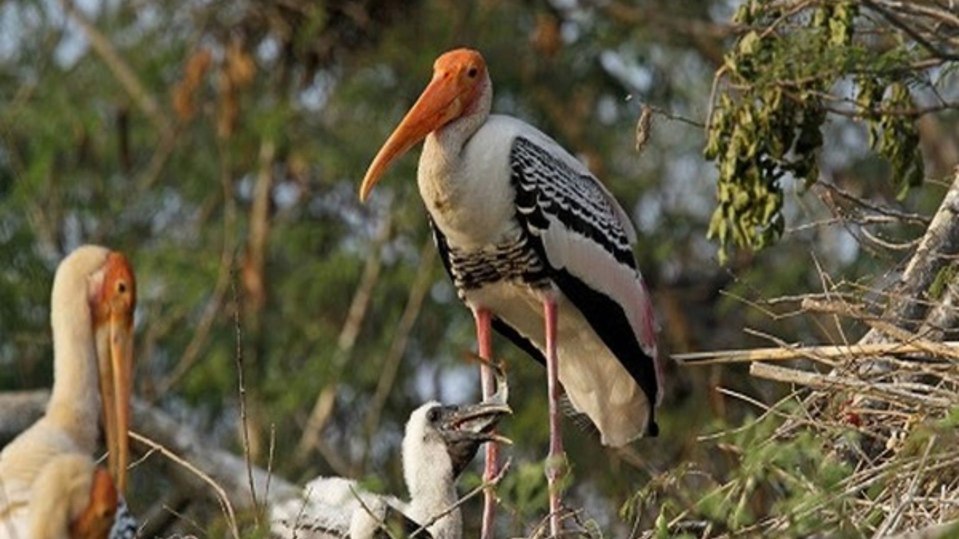 Bihar Forest Department to Host Nagi Bird Festival in Jamui, Promoting Bird Conservation and Eco-Tourism