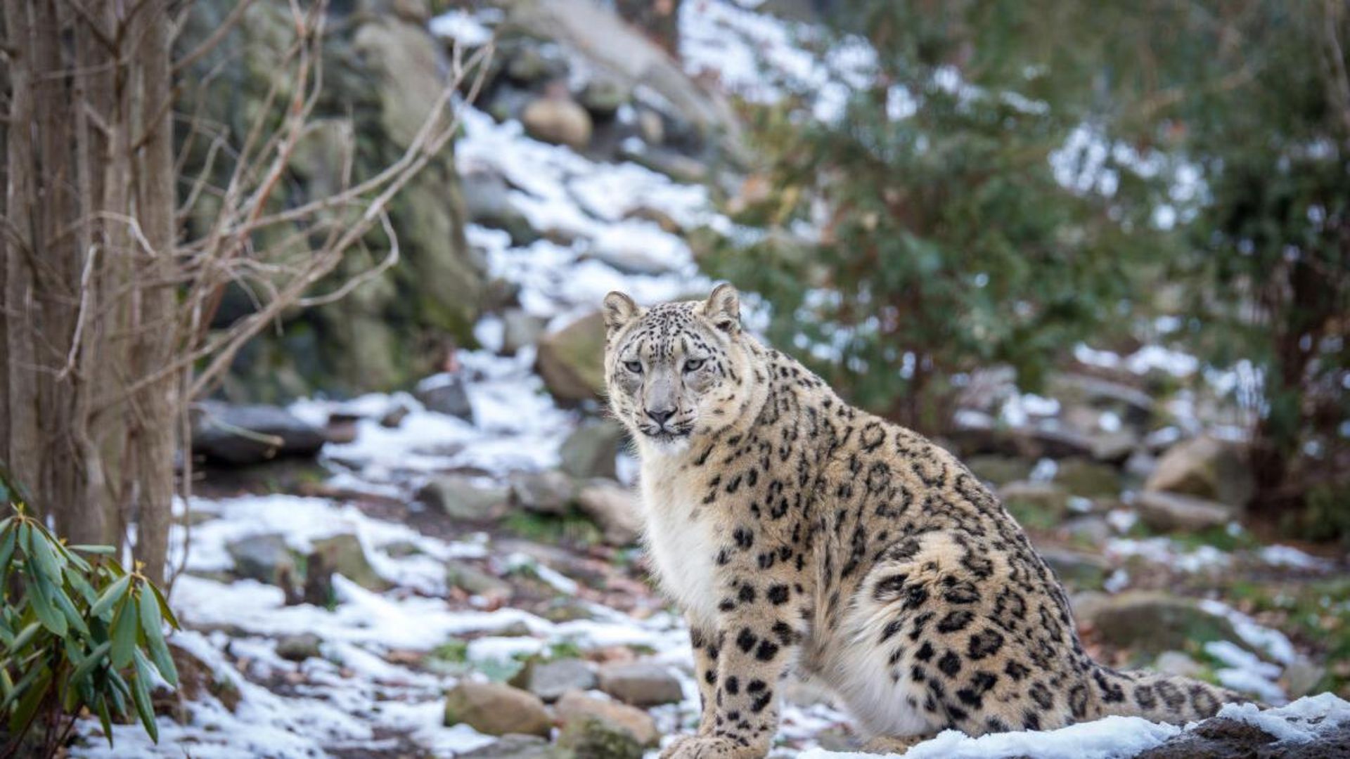 India snow leopards Population estimated at 718 in firstever survey