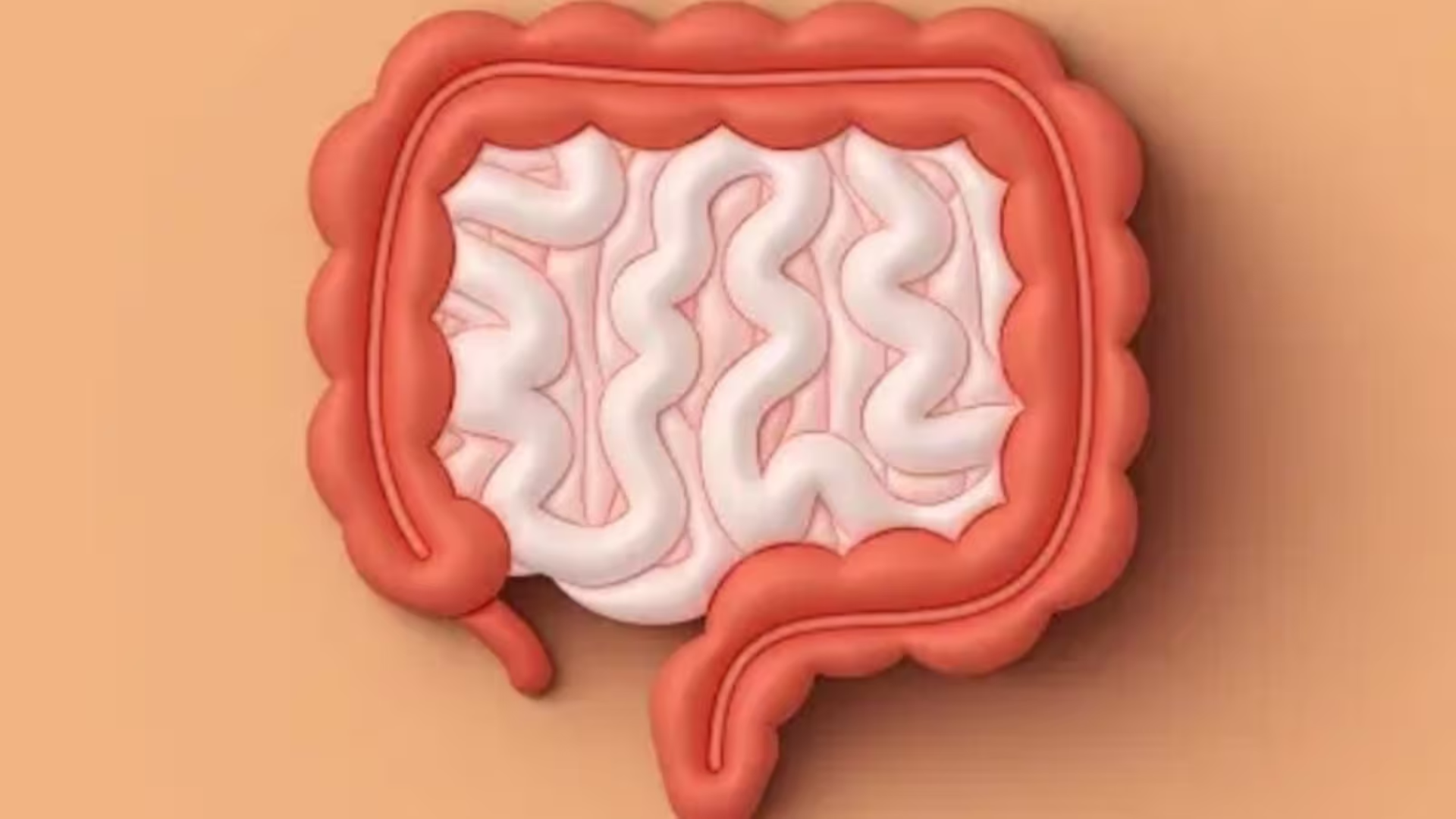 Study Finds Small Intestine Adjusts Size According to Nutritional Intake