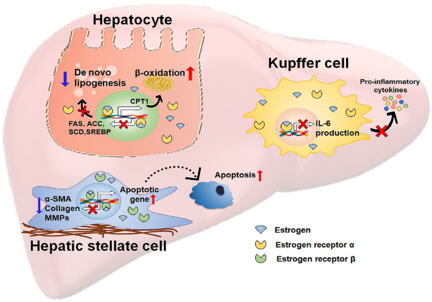 Study Reveals Mechanisms of Estrogen’s Protective Effects on Fatty Liver