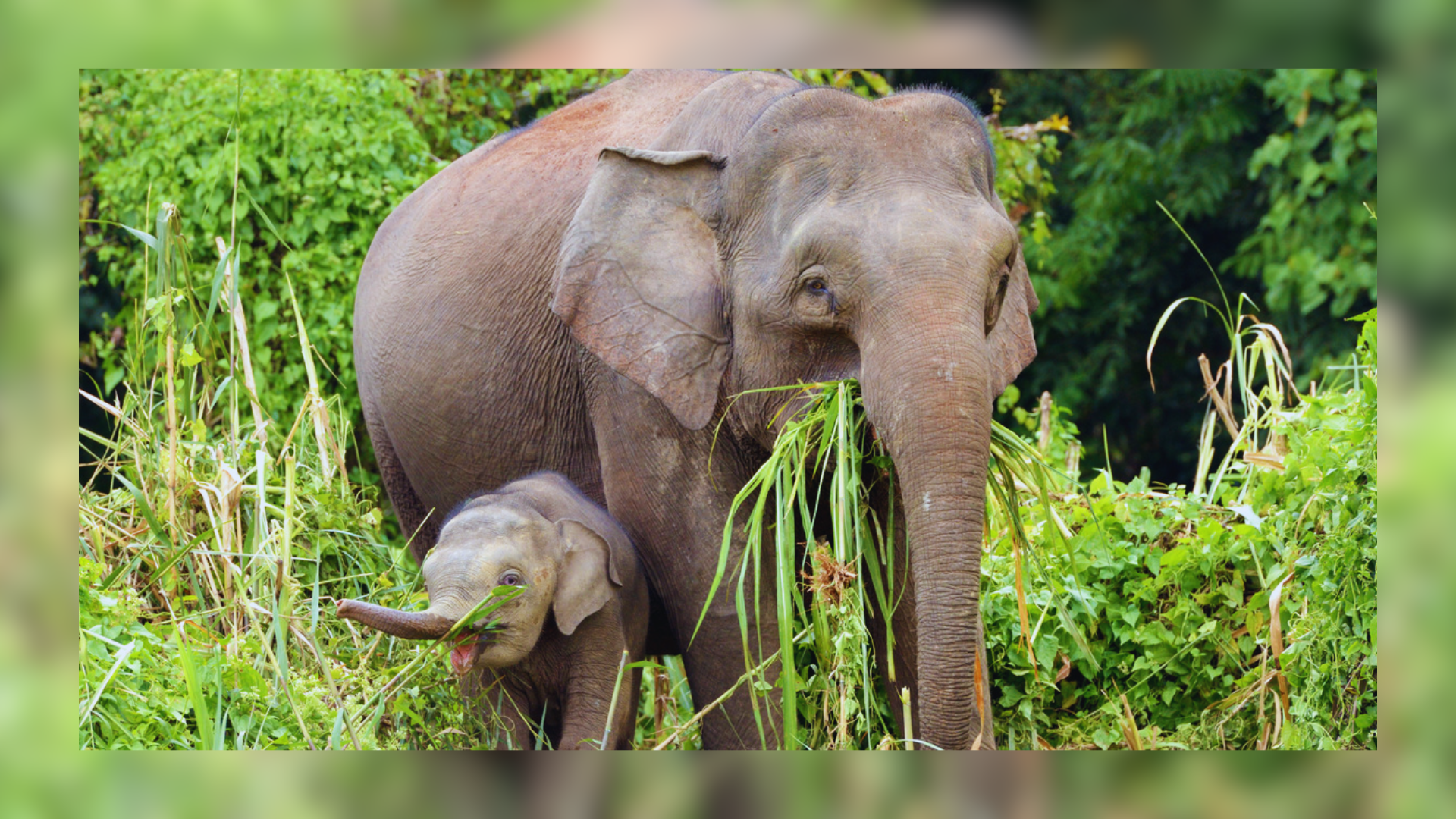 World’s Smallest Elephant Faces Extinction Due To Deforestation