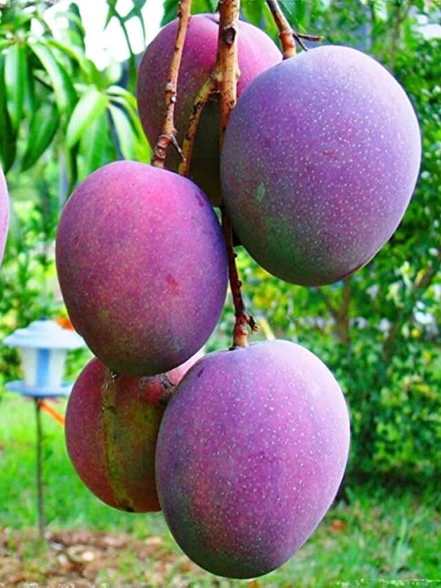 MIYAZAKI World’s costliest mango