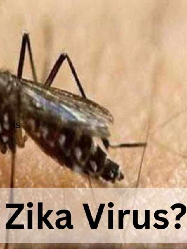 Symptoms And Preventions Of Zika Virus