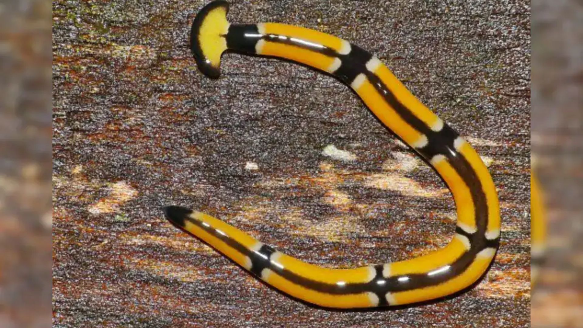Texas Rains Bring Out Giant Poisonous Worms That Regenerate When Cut