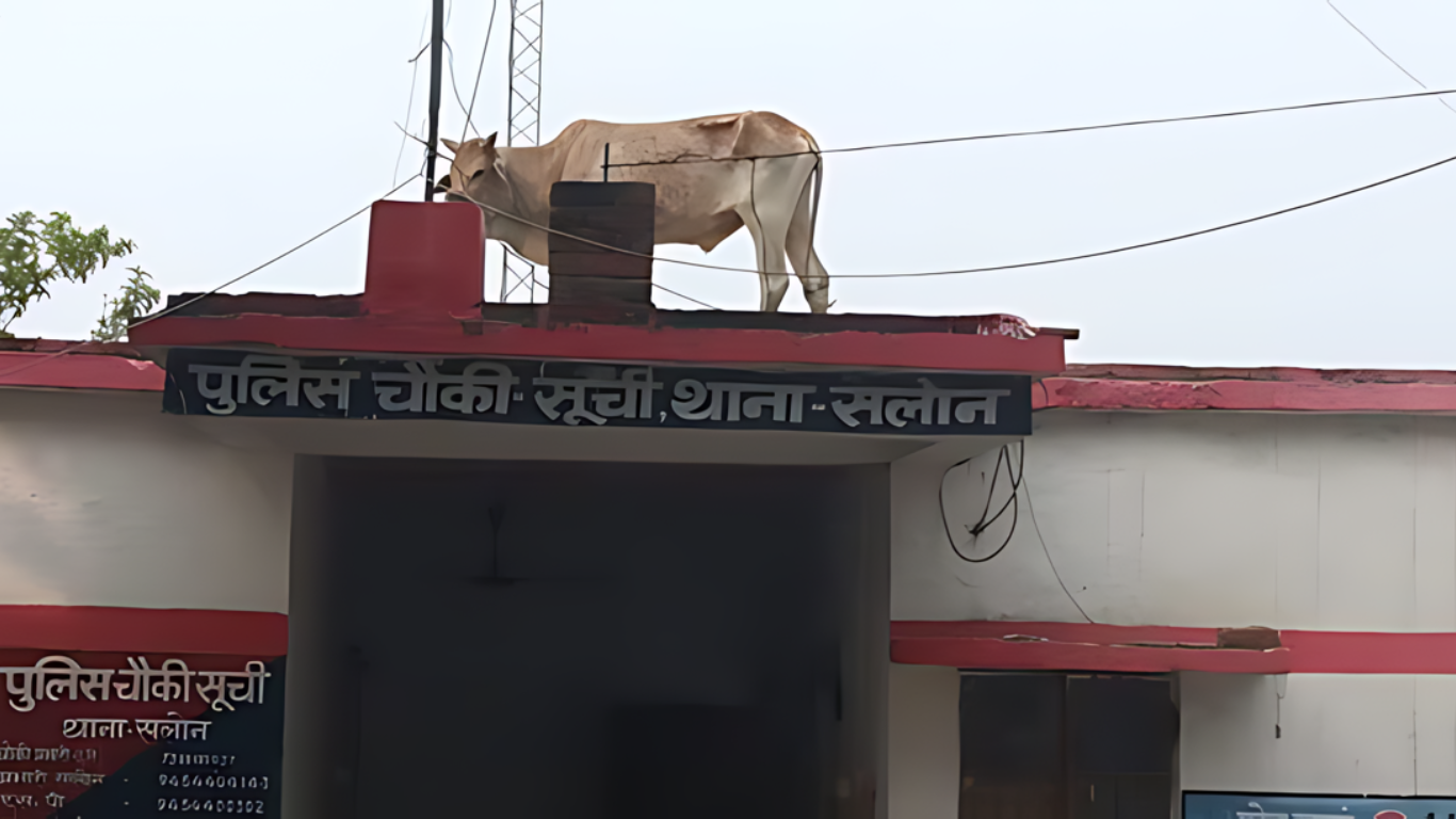 Viral Video Shows Bull Causes Chaos Climbing Police Outpost Roof in UP’s Rae Bareli