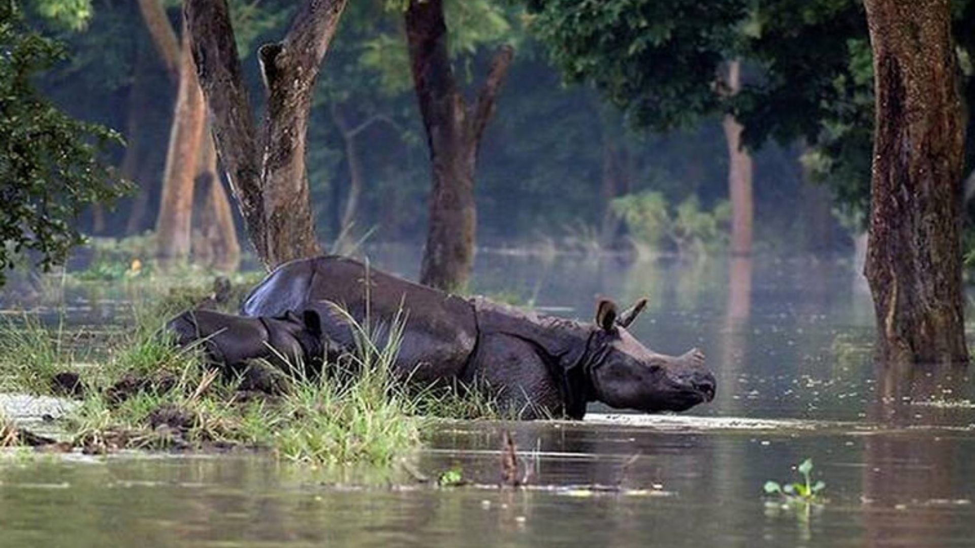 Massive Flood In Assam Kills 137 Wild Animals In Kaziranga National Park