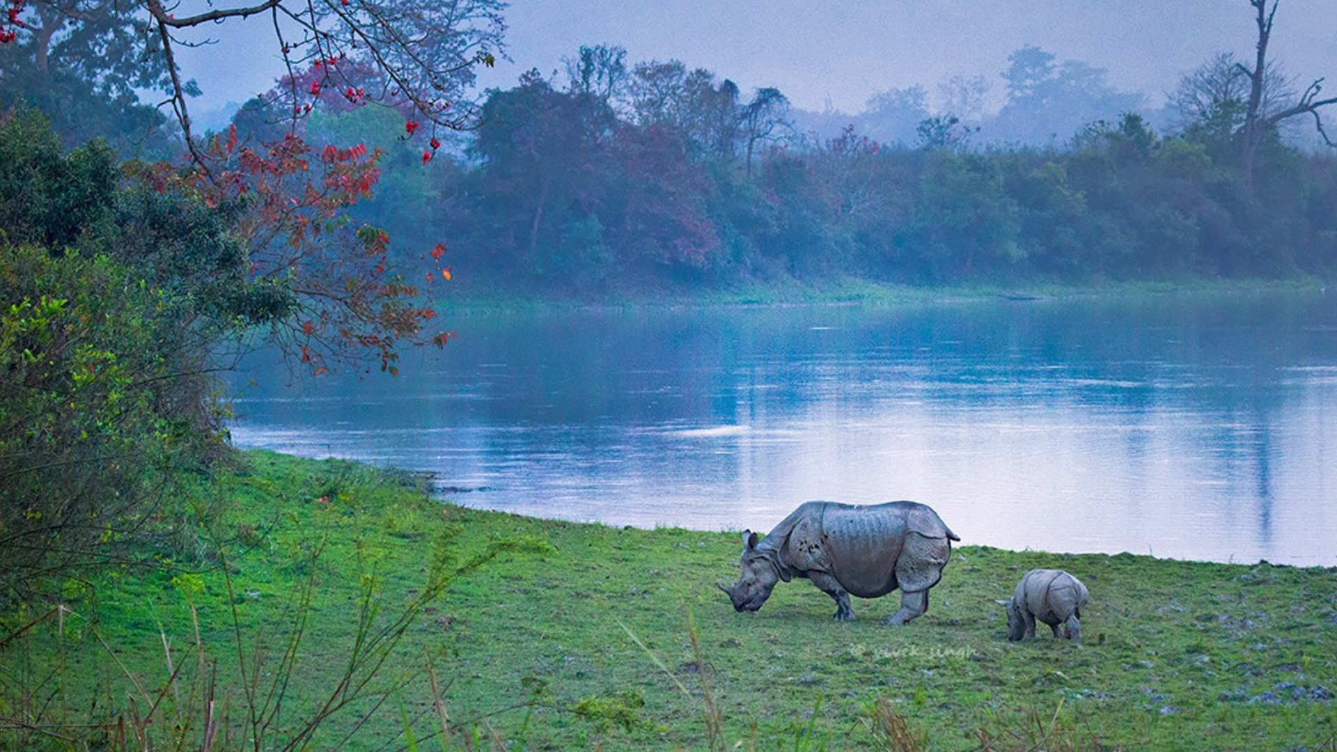 Assam’s Kaziranga National Park In Mourning As Floods Claim 215 Animal Lives