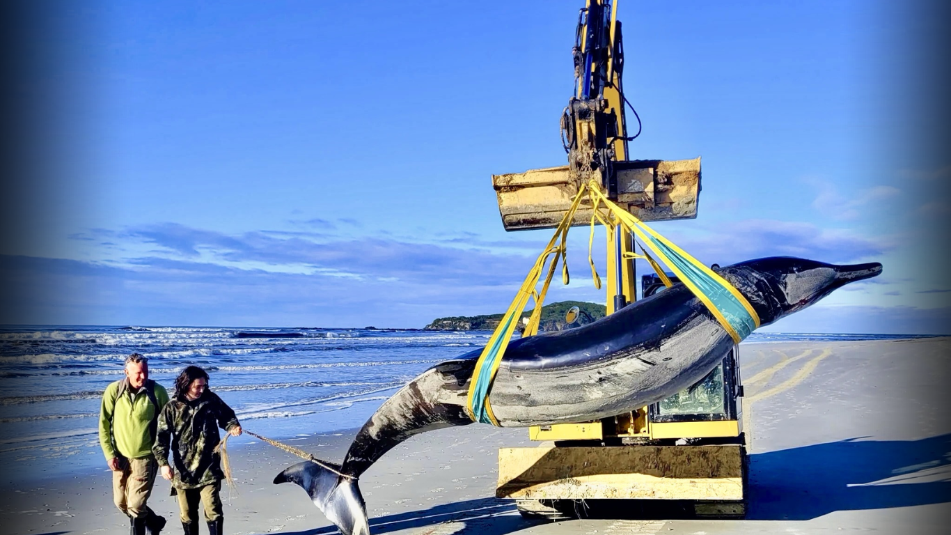 ‘World’s Rarest Whale’ Reaches Shore, DNA Testing Underway