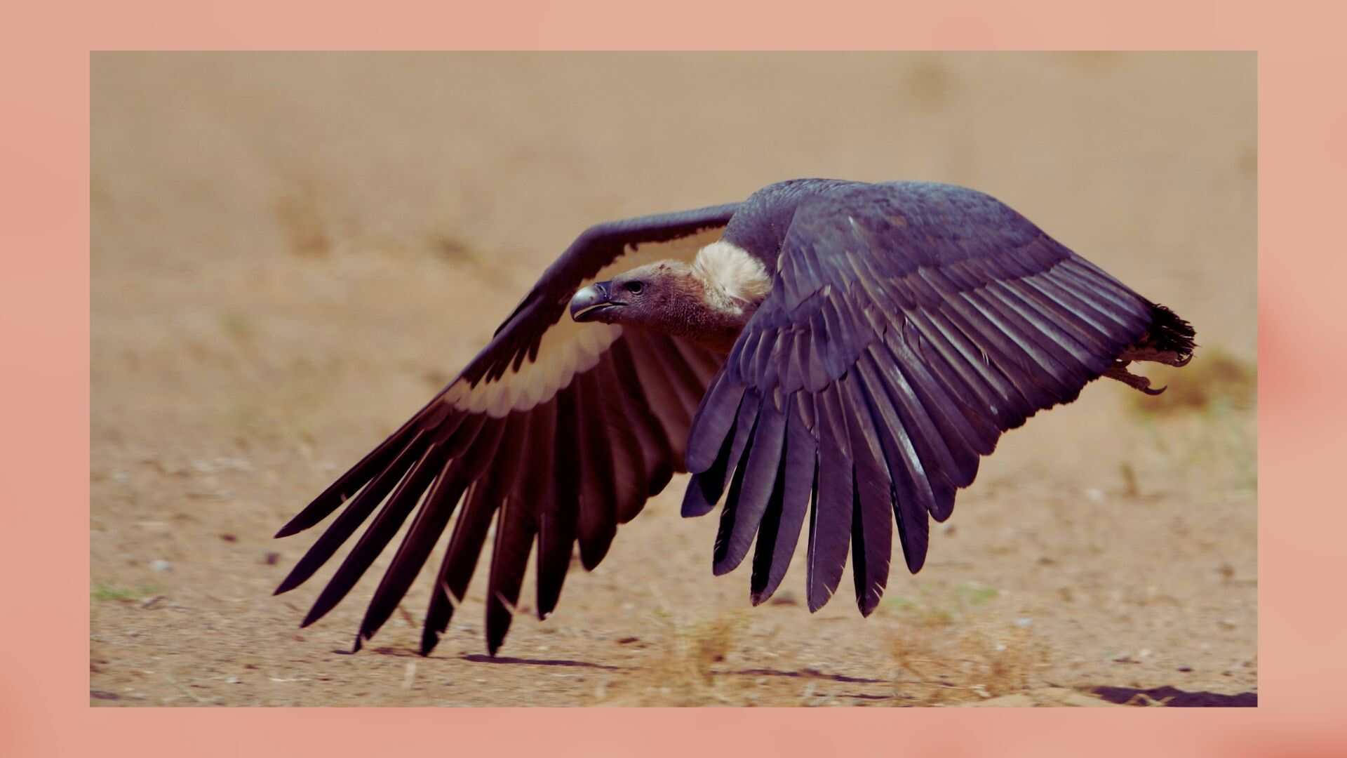 The Hidden Cost Of Vulture Extinction: How India’s Loss Of Scavengers Sparked A Public Health Emergency