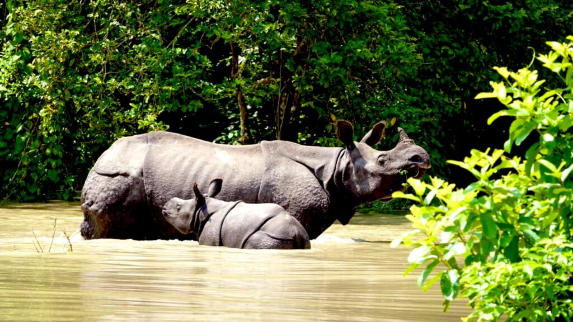 Assam Floods: 847 Wild Animals Affected, 511 Dead in Past Five Years, Says Union Minister