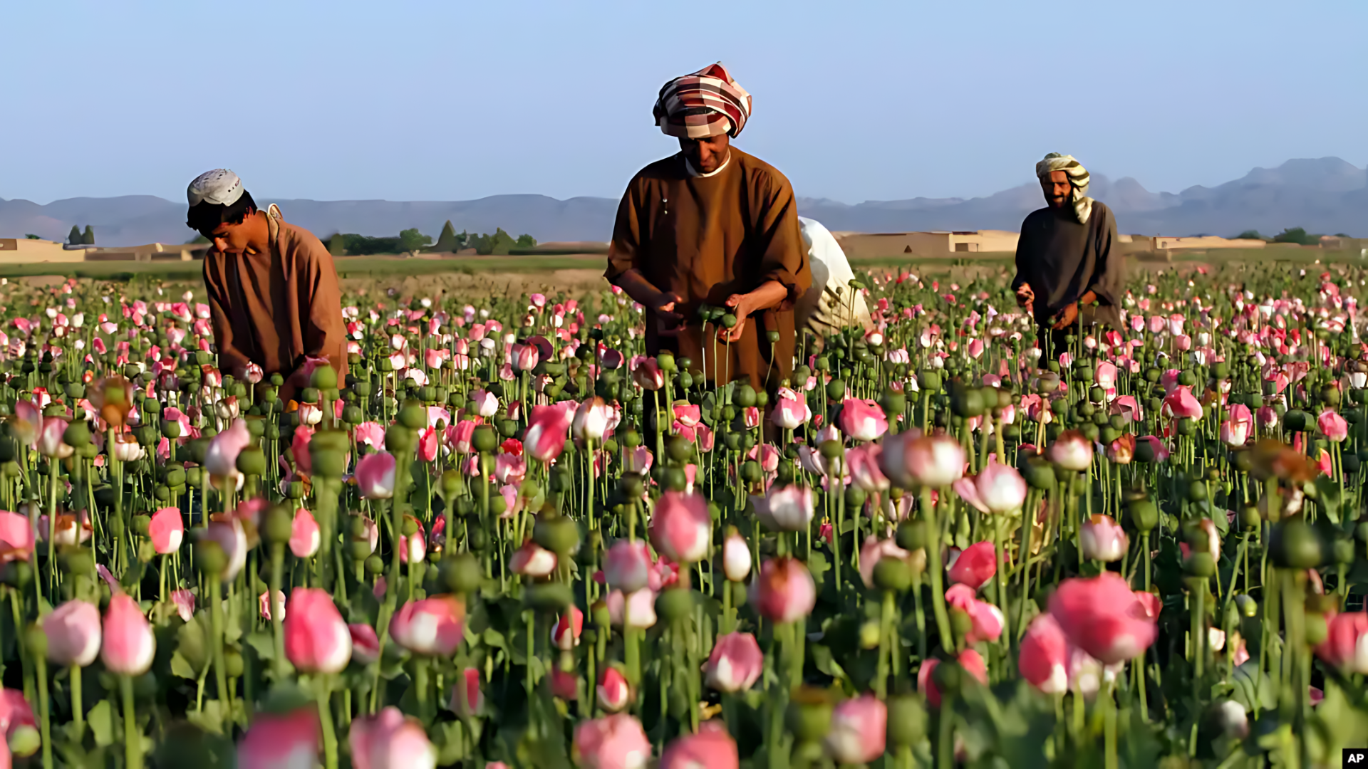 UN Report Reveals Massive Afghan Opium Stockpiles Sustaining Narcotics Trade Despite Taliban Ban