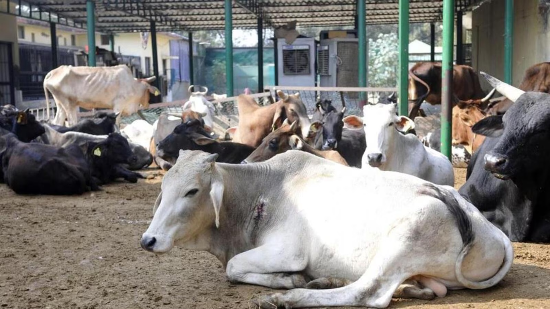 Accidental Police Firing Kills SOG Constable During Operation to Arrest Cow Slaughter Accused