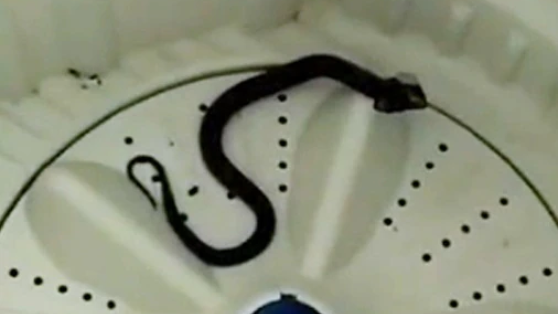Man Mistakes Cobra For Cloth; Closely Escapes Snakebite
