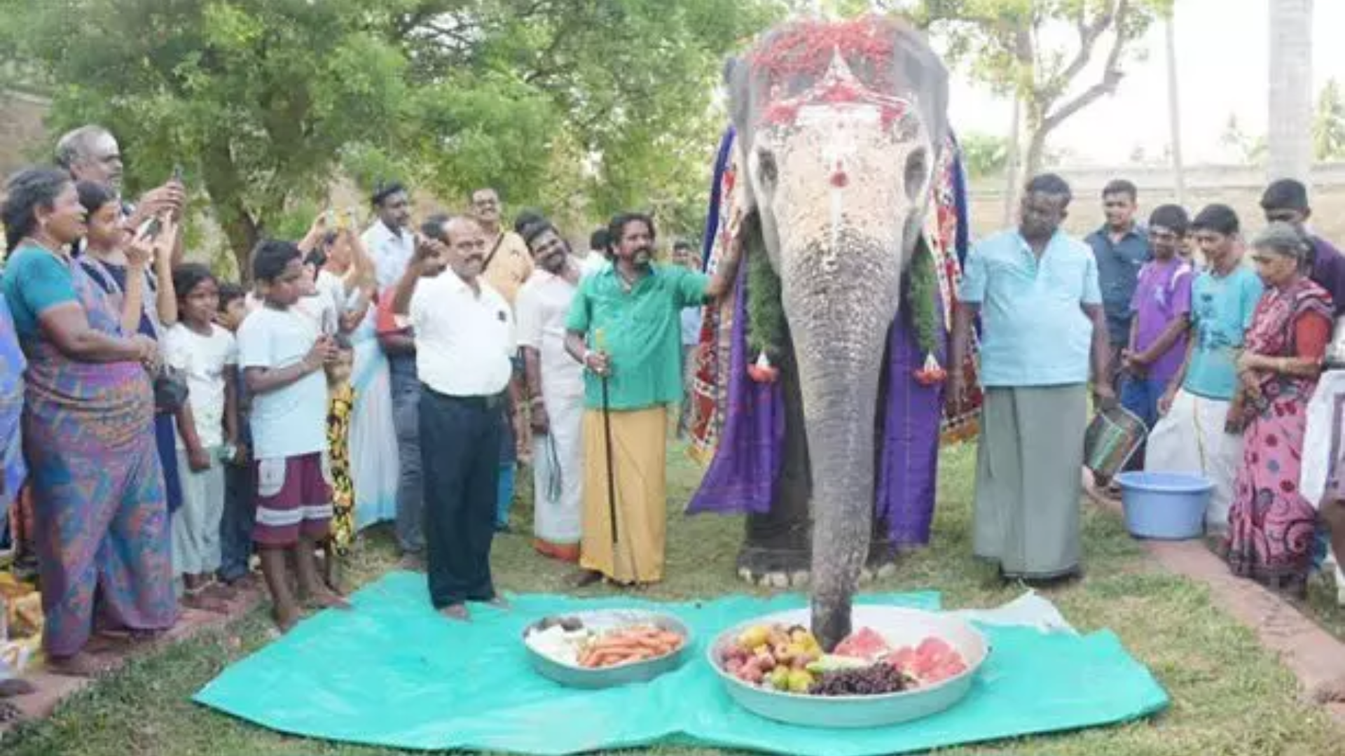 Watch: Viral Video of Elephant’s Birthday Celebration Captivates Internet