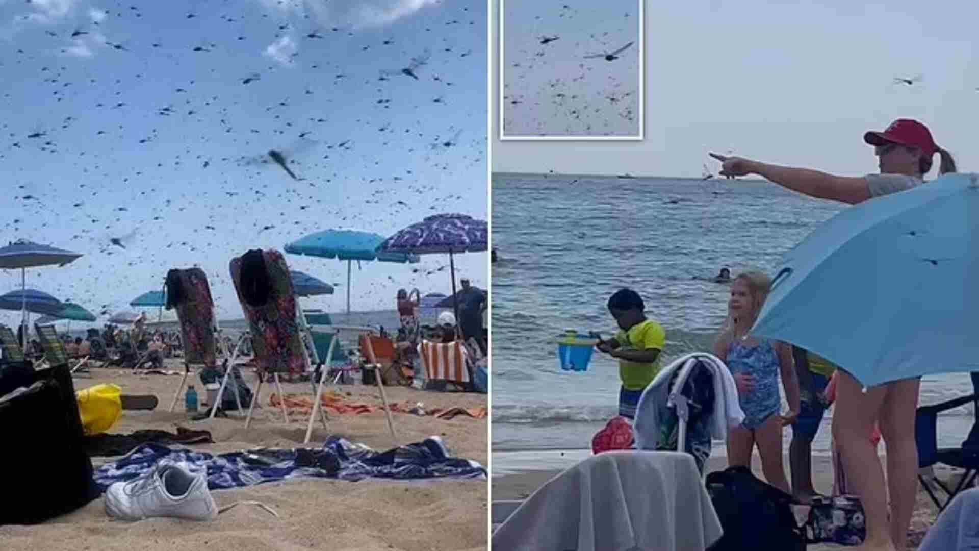 Watch: Swarm Of Supersized Dragonflies Fly Throughout Rhode Island Beach, Netizens React