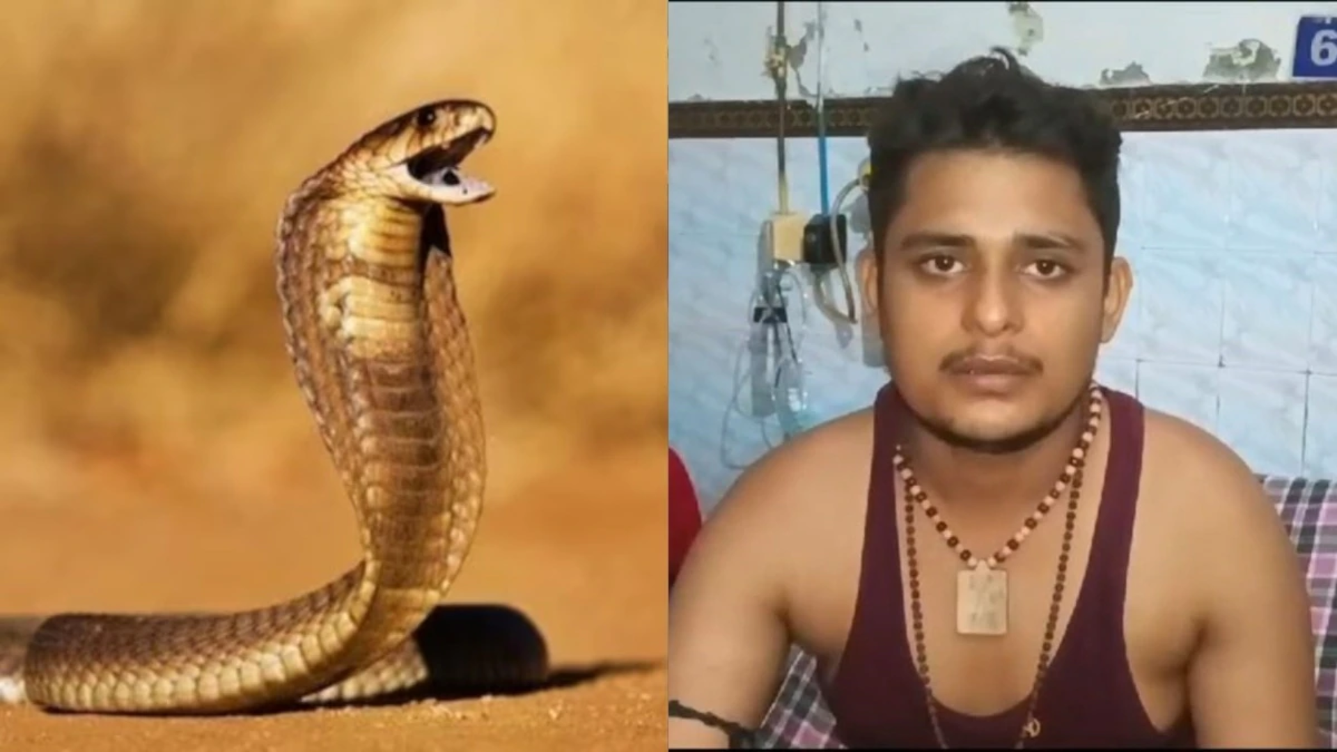 UP Man Bitten by Snake Seven Times in 40 Days; Investigation Team Formed