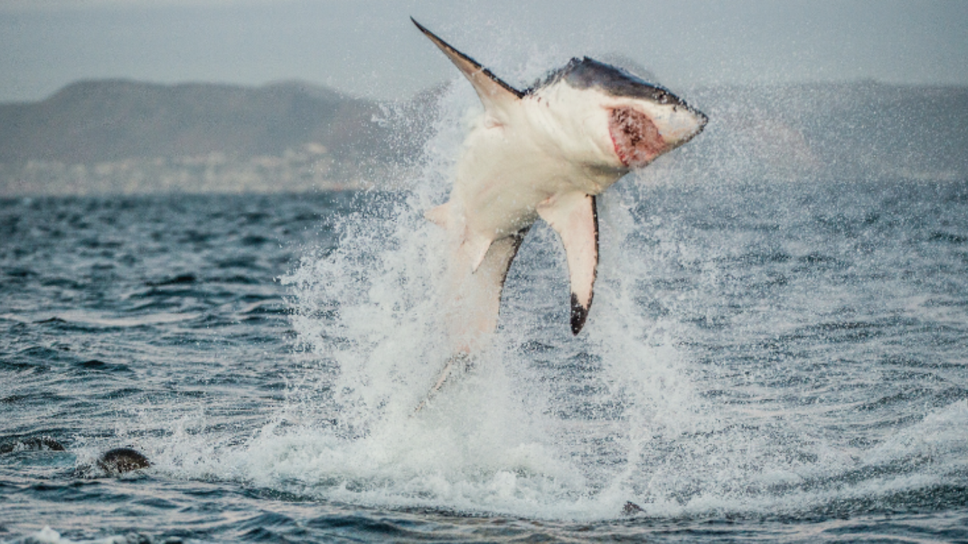 Watch: 4 Beachgoers Attacked By 6-Feet Long shark On Fourth of July At South Padre Island