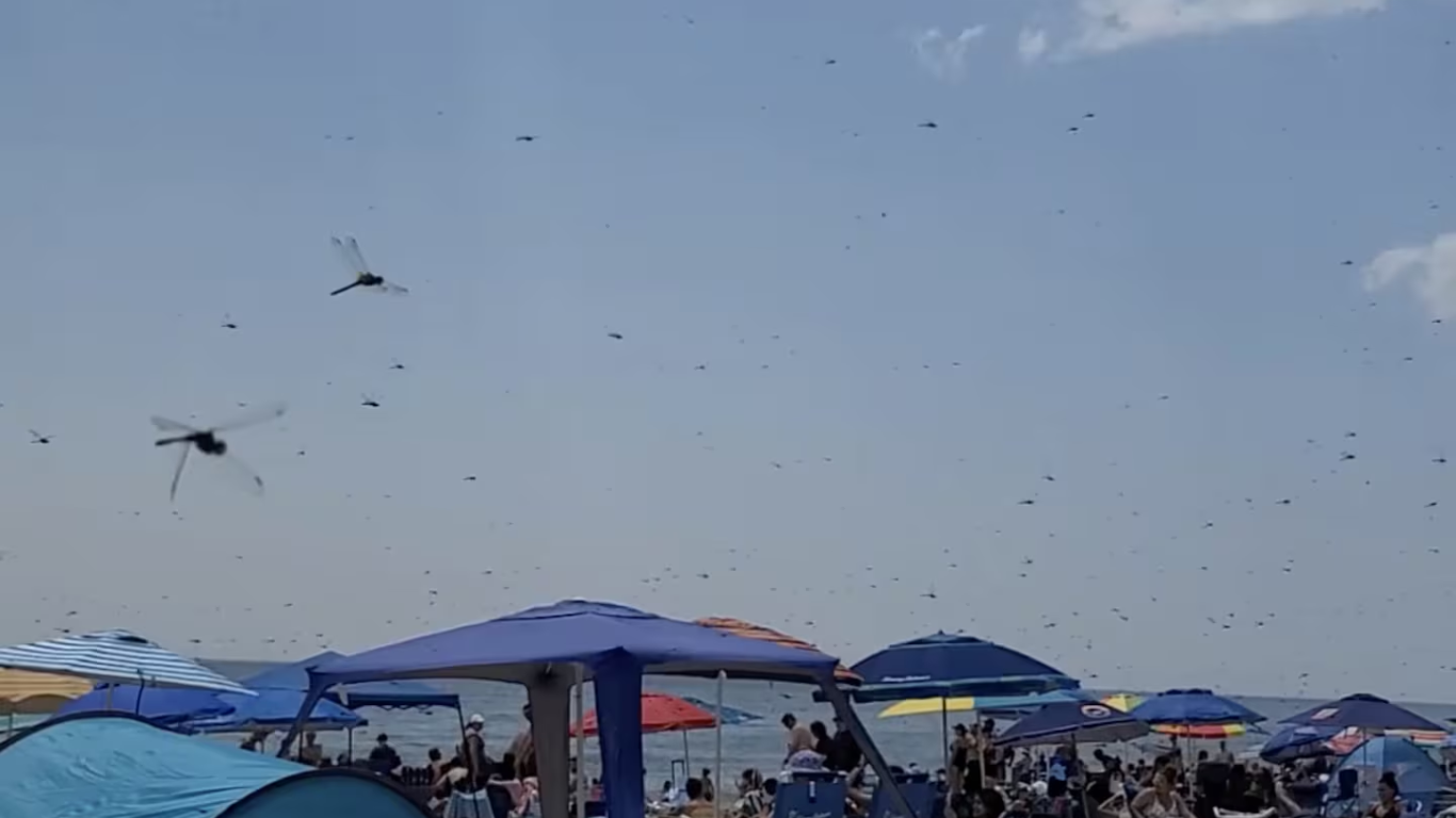 Watch Dragonfly Swarm Surprising Beachgoers At Misquamicut State Beach In US