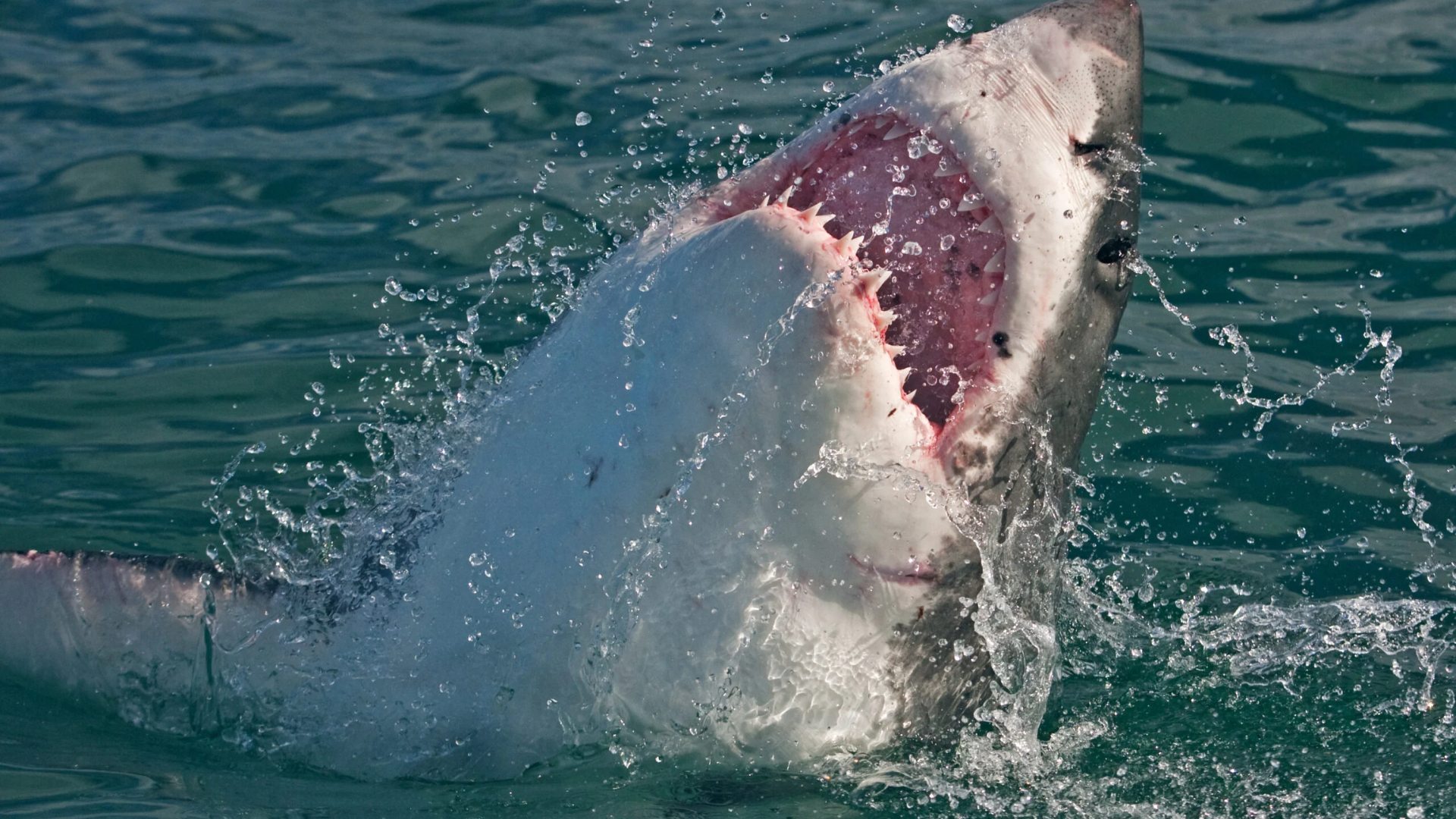 Sharks In Brazil Found High On Drugs!