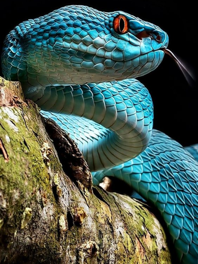 10 Animals Brave Enough to Feast on Snakes