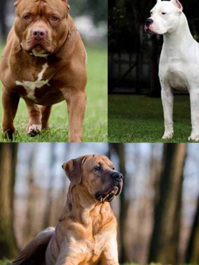 Top 10 Dog Breeds Banned In India