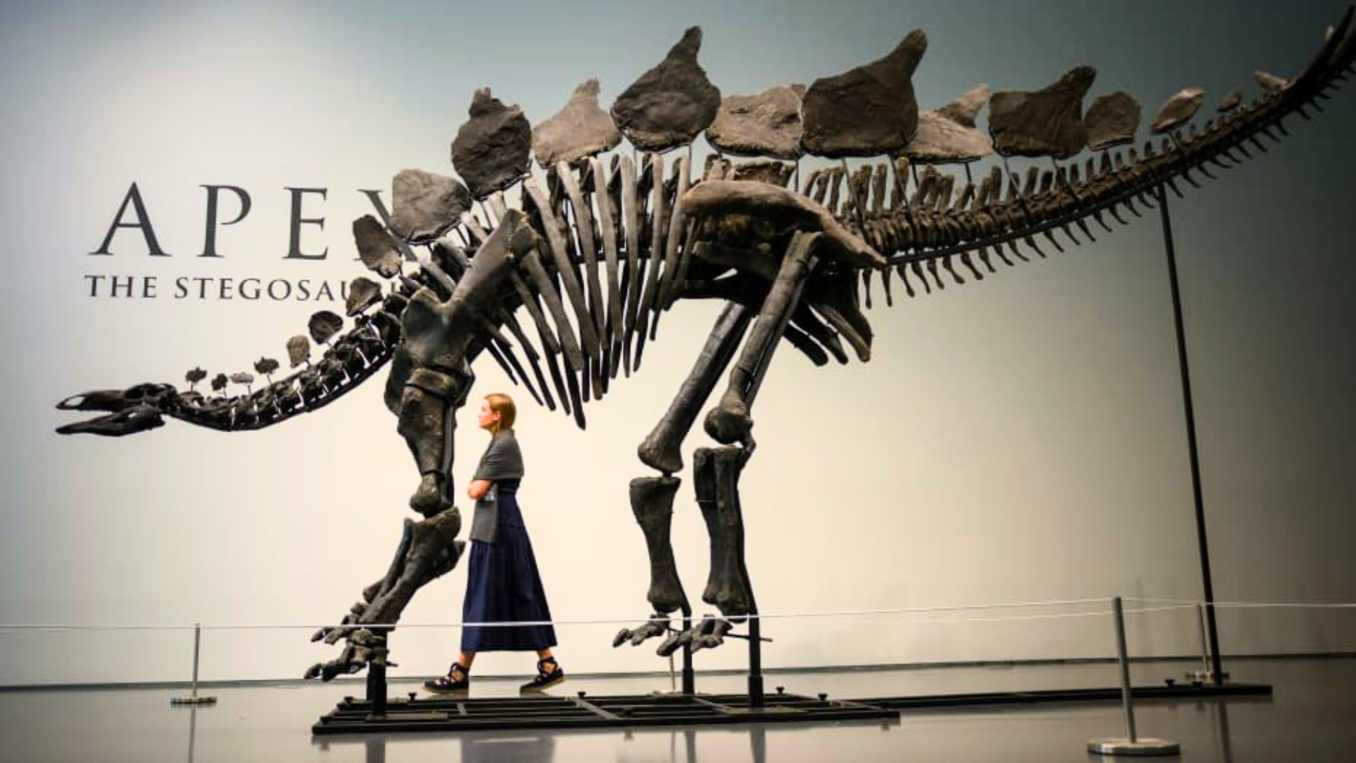 Billionaire Shells Out Whopping $45 Million On 150 Million Years Old Dinosaur Skeleton