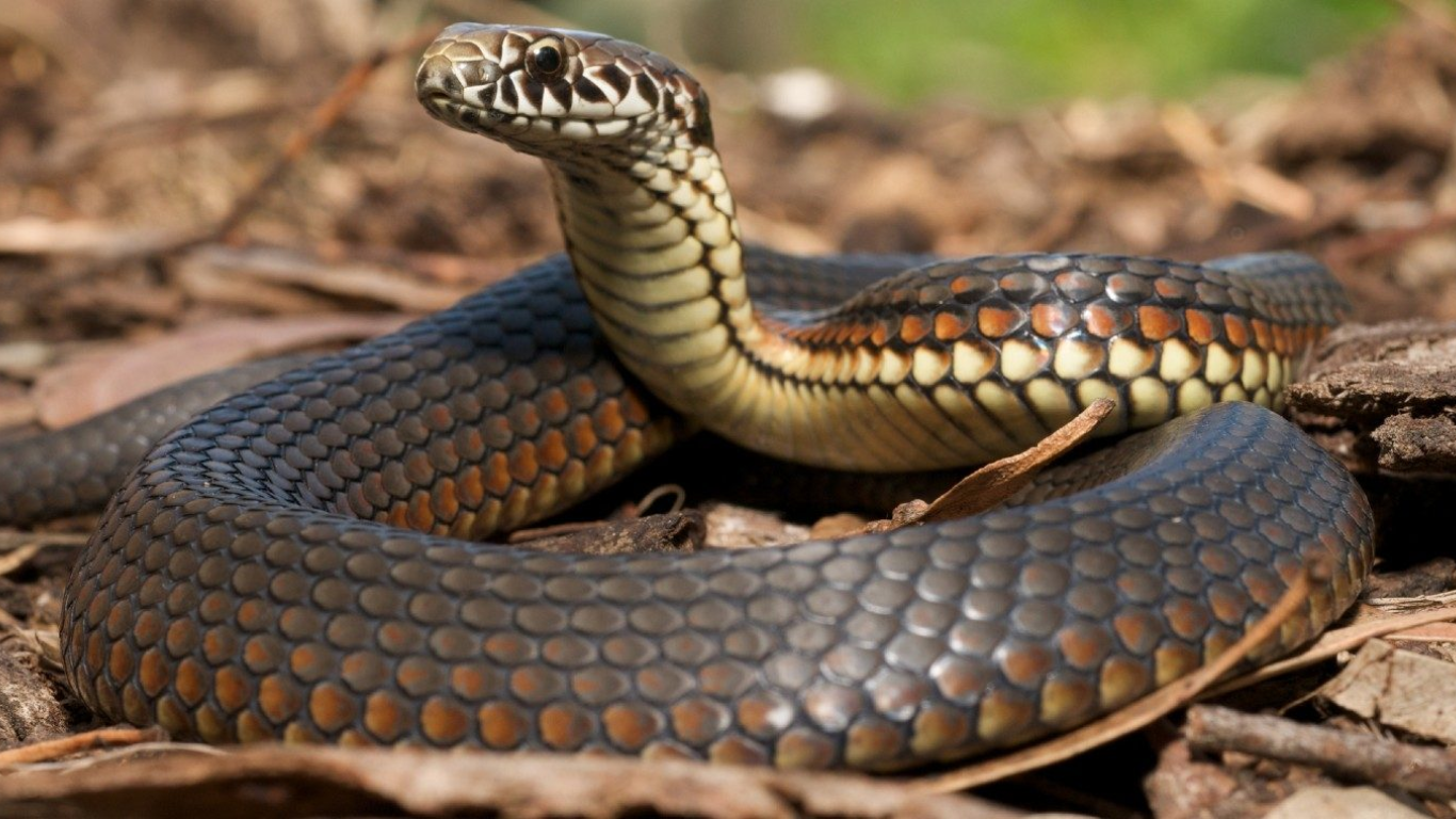 UP Man Bitten By Snake 7 Times in 40 Days, Situation Crticical