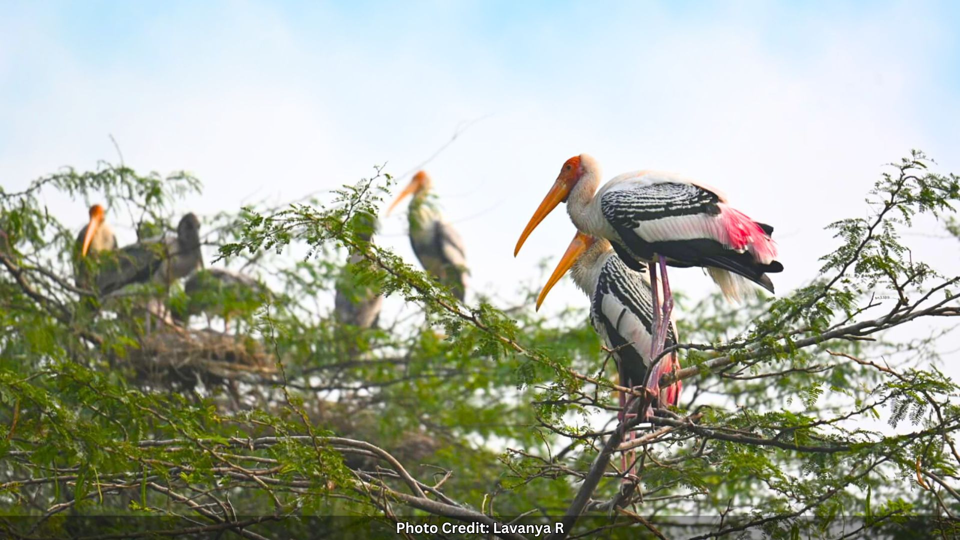 Uttarakhand Forest Department Opens Its First-Ever Bird Gallery In Dehradun
