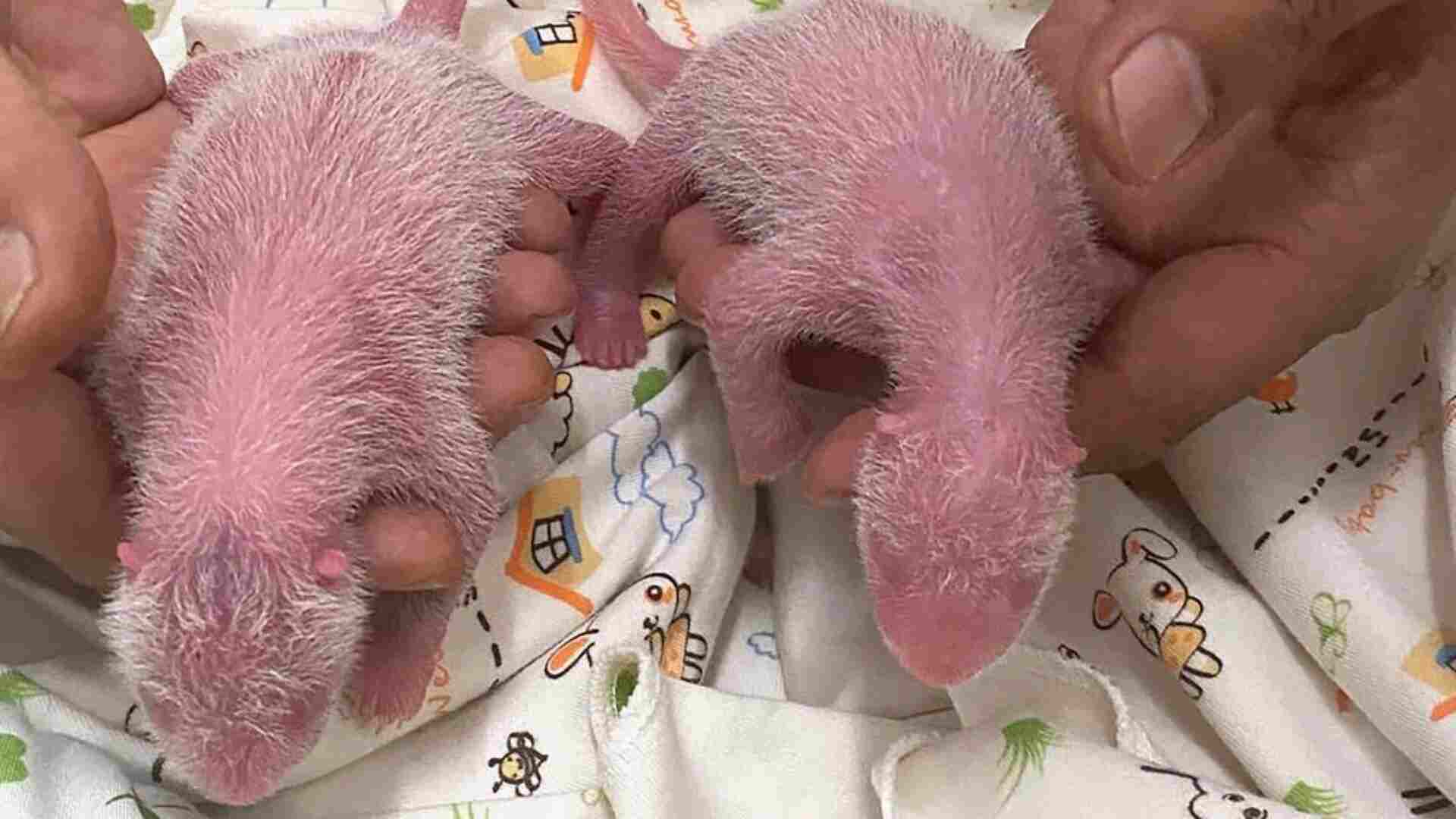 Hong Kong: After 10 Years, 19 Year Old Giant Panda Becomes Parent, Gives Birth To Twins