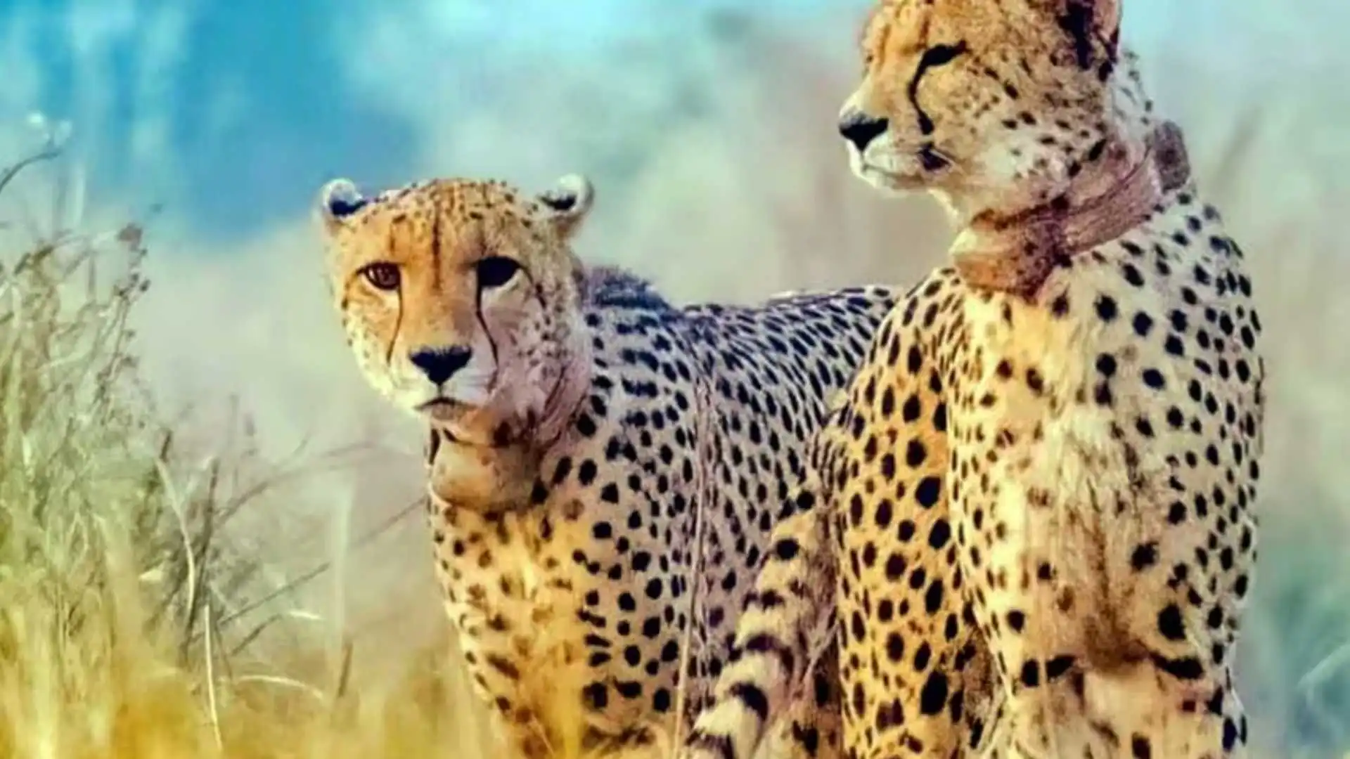 African Cheetahs Set For Release Into Kuno National Park After Year In Enclosures