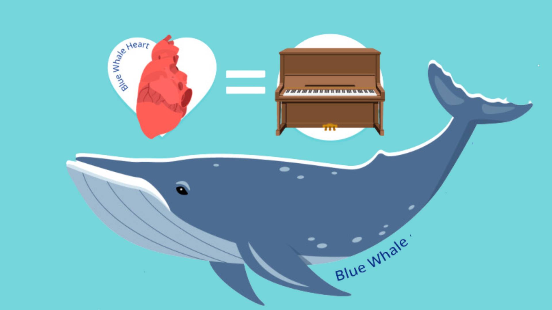 10 Unknown Facts About Blue Whales: Giants Of The Ocean