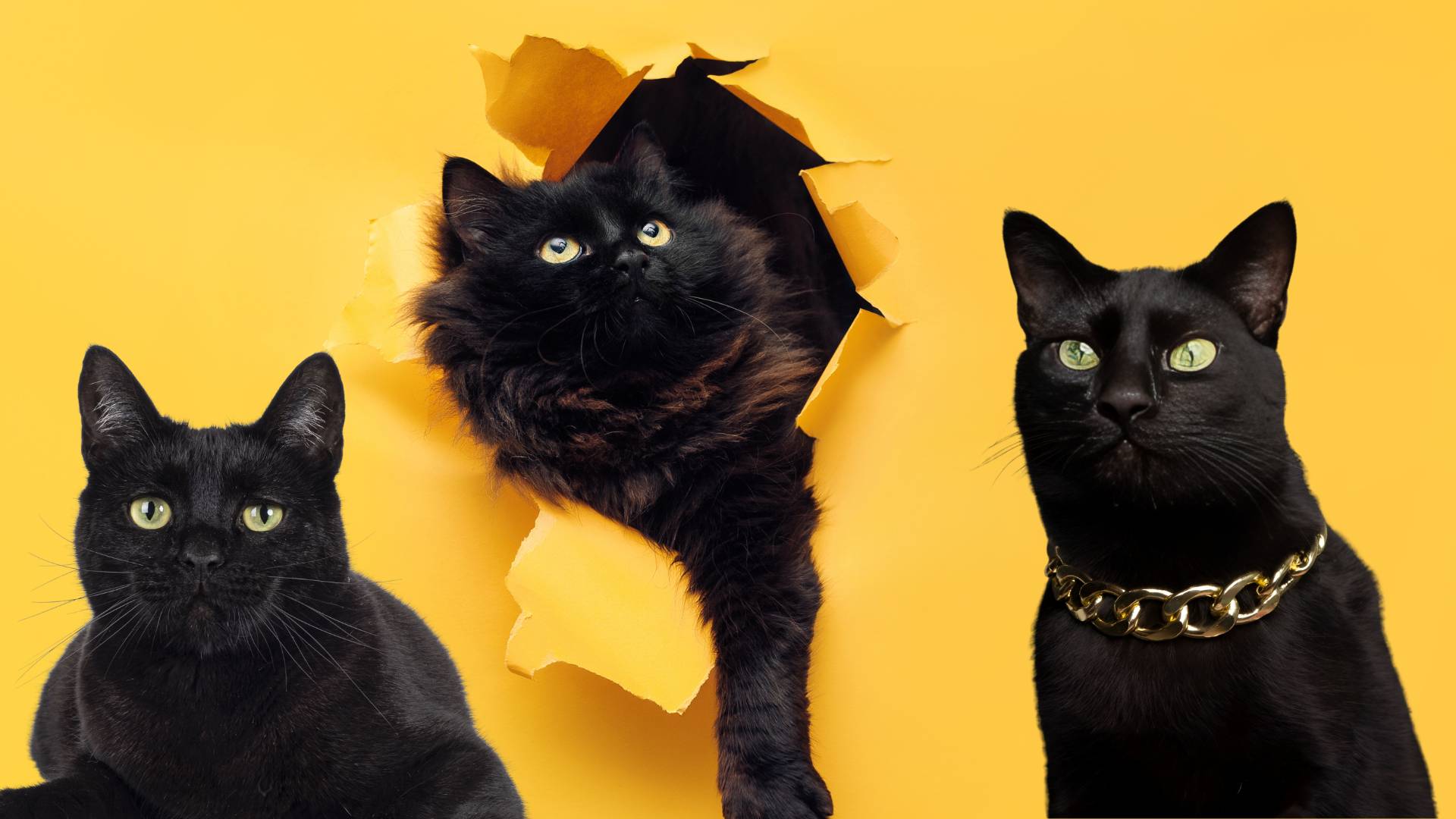 Celebrating Black Cat Appreciation Day: Unraveling The Mystique And Charm Of Our Feline Friends