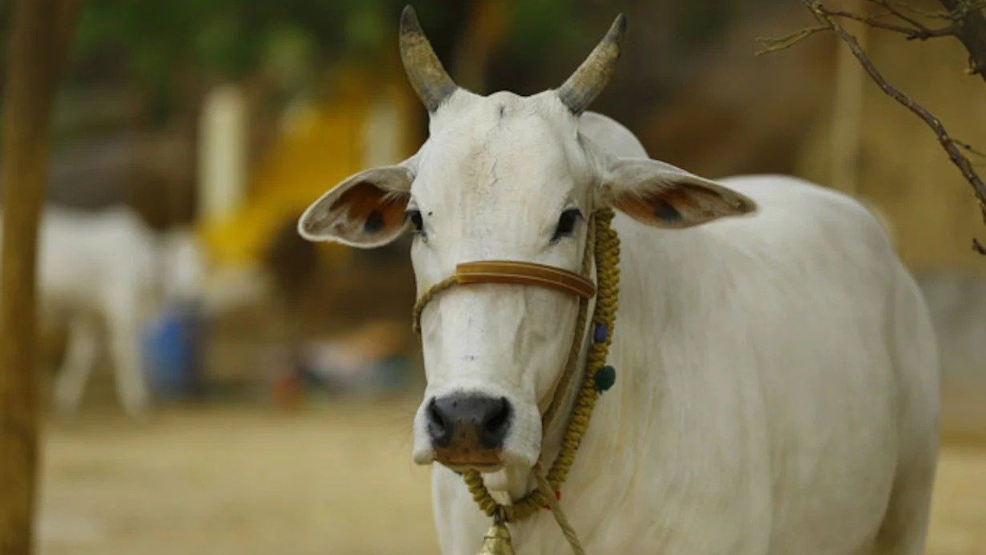 50 Cows Thrown In River In Madhya Pradesh, Reports Suggest About 15- 20 Cows Died