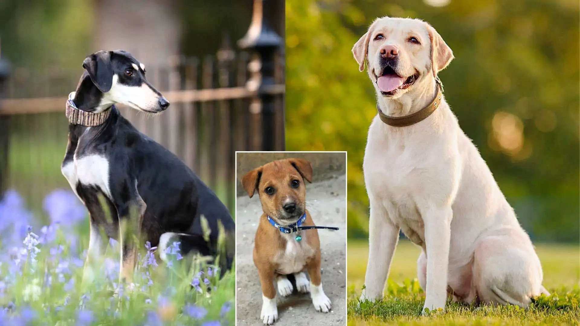 National Dog Day: Why Indians Prefer Foreign Dog Breeds Over Adorable Indian Breeds