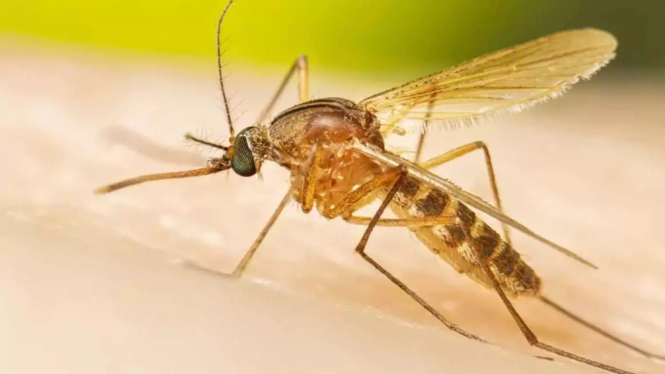 What Is The EEE Virus? US State on High Alert for Rare Mosquito-Borne ...