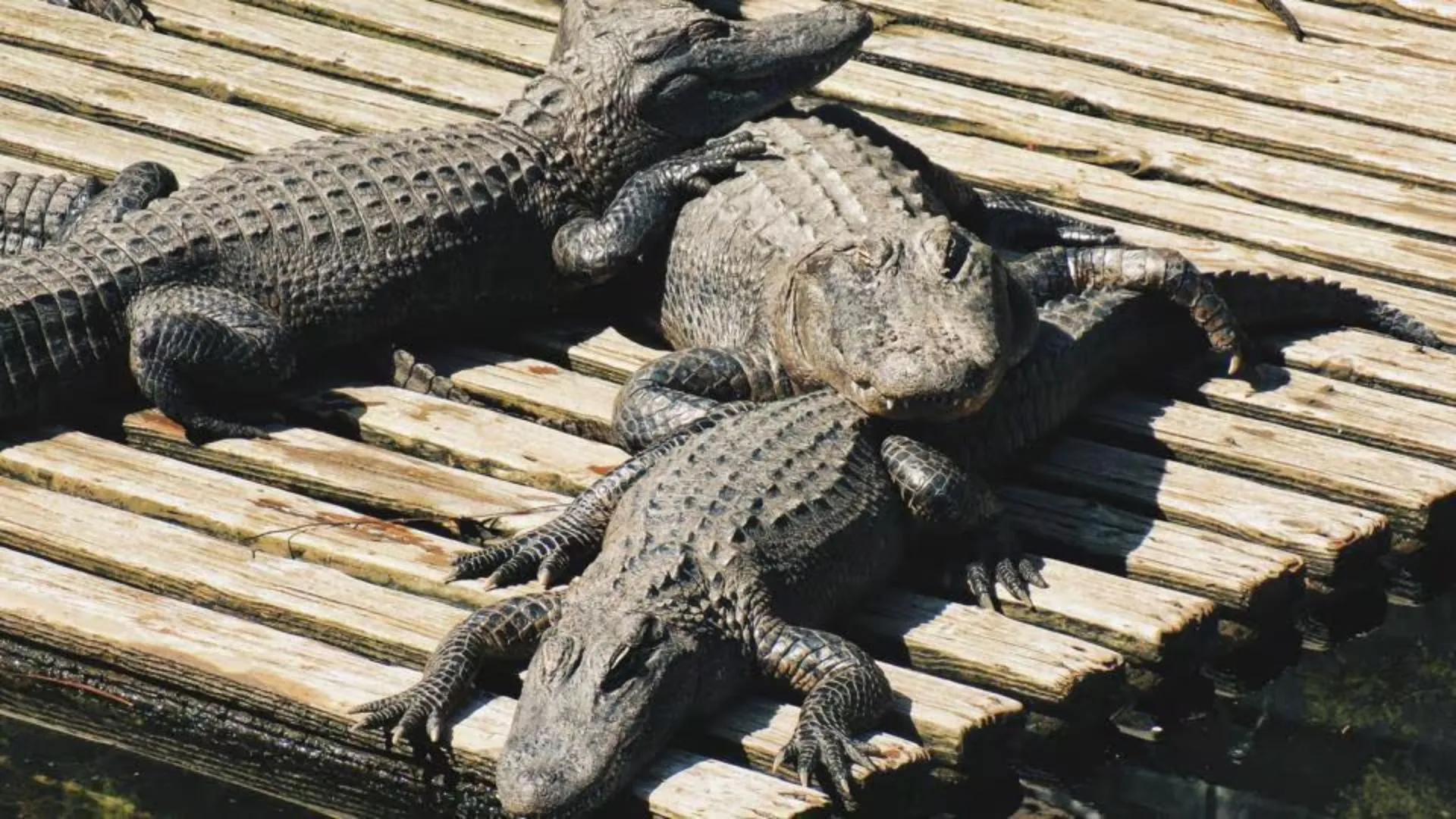 Gujarat Rain: Crocodiles Enter People’s Neighborhoods, As Vadodara’s Vishwamitri River Overflows