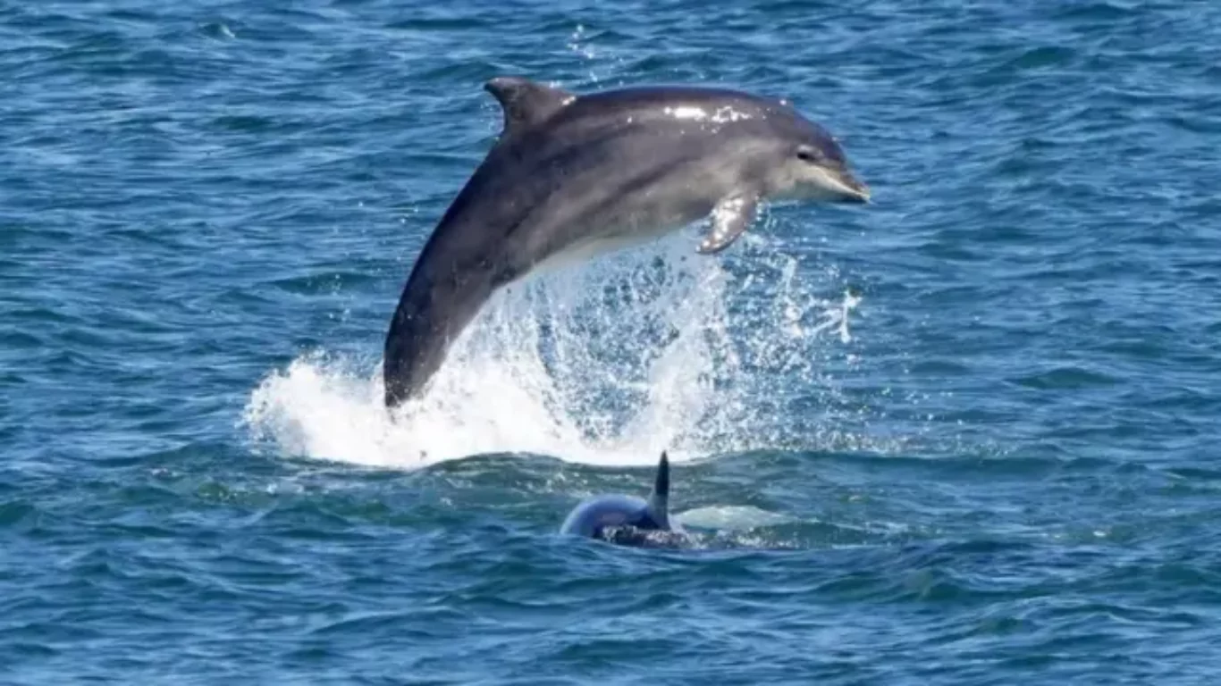 Japan Beaches on High Alert for Unusual Dolphin Attacks; Single Aggressive Dolphin Suspected