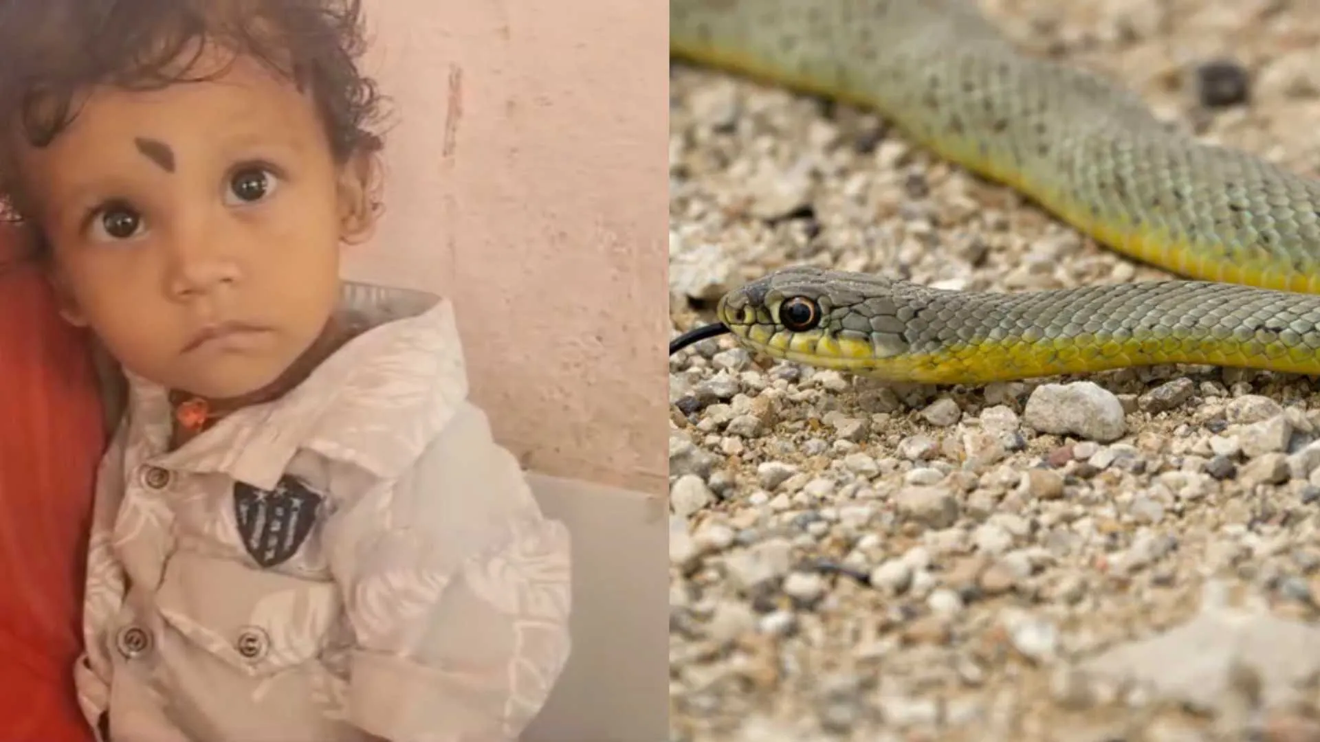 Fatehpur Toddler Chews Baby Snake Thinking It’s A Toy, Escapes Unscathed