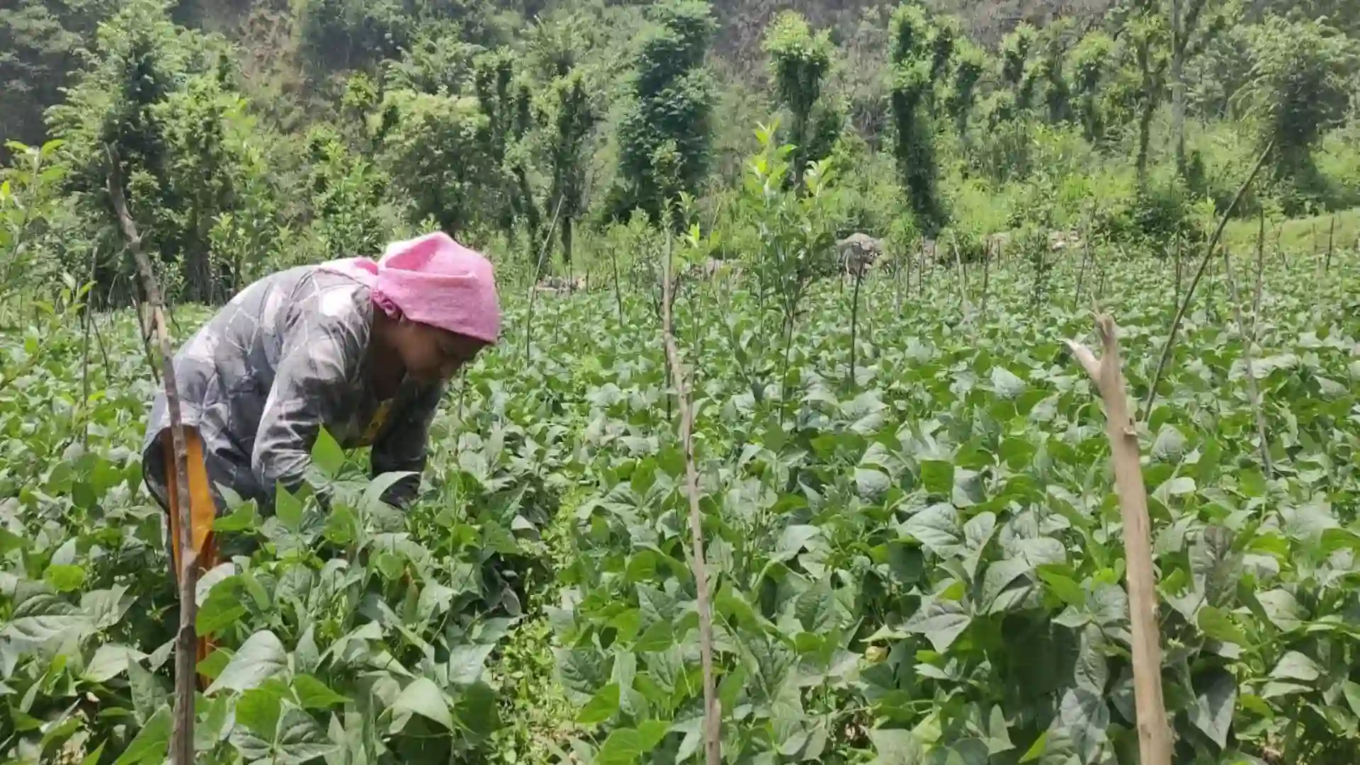 Himachal Pradesh Sets Benchmark In Natural Farming: ‘We Are Providing Fair Prices For Farmers,’ CM Sukhu Declares