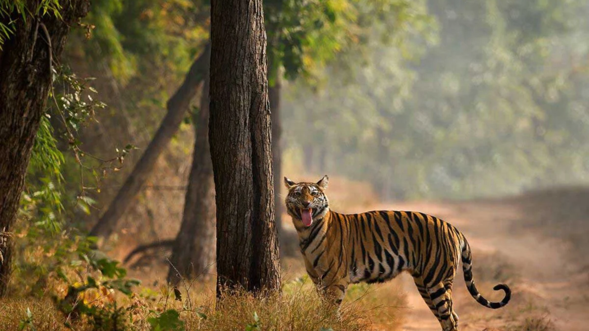 Special Investigation Team Uncovers Lapses in Tiger Death Probes in Madhya Pradesh’s Reserves