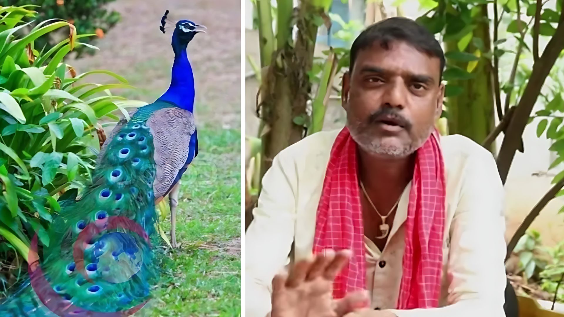 Telangana YouTuber Arrested After Viral Video Of ‘Peacock Curry’ Sparks Wildlife Protection Outrage