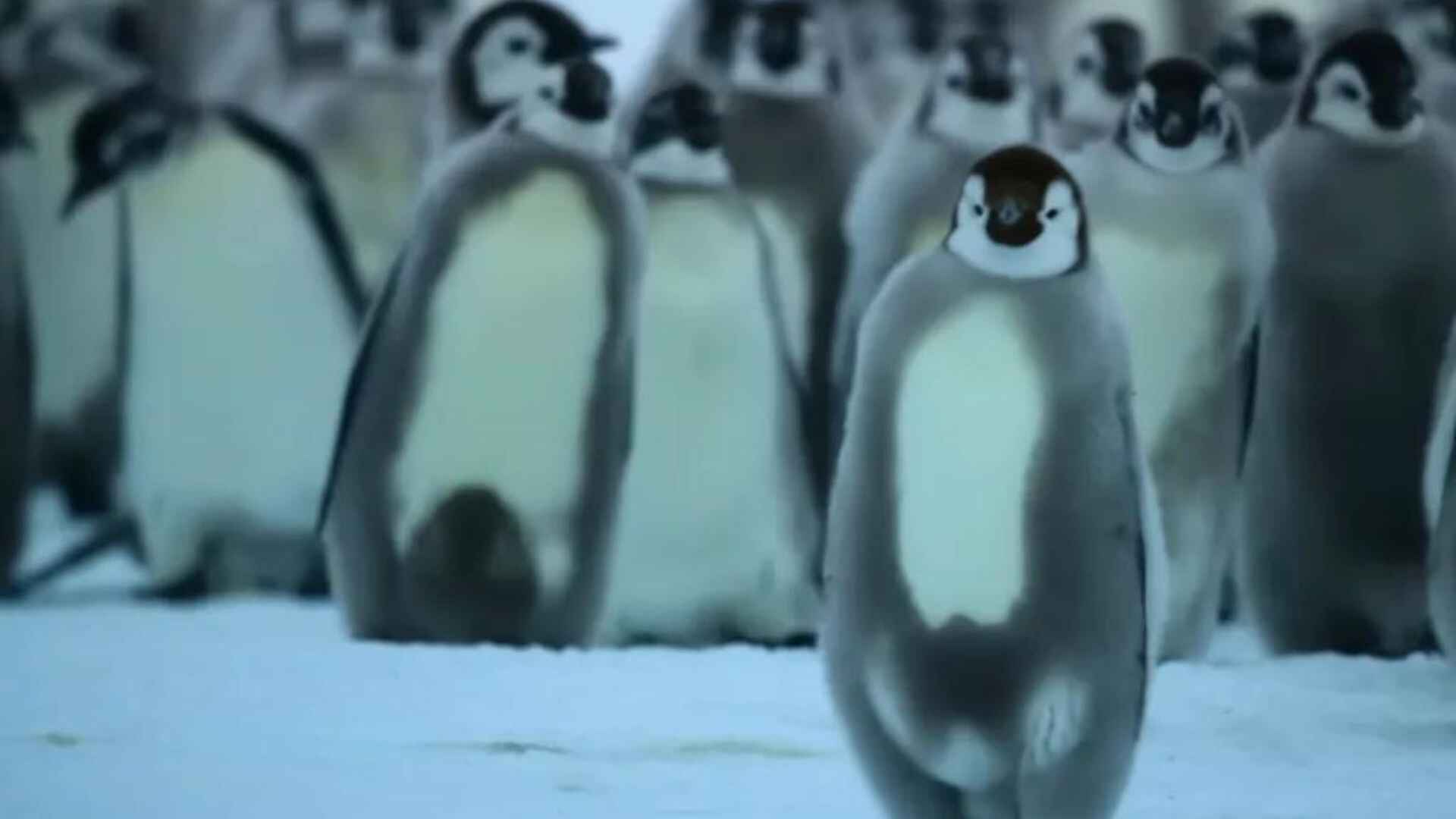 “They’re Medal Winners In Our Hearts”: National Geographic Hails Baby Penguins For Their Diving | Watch