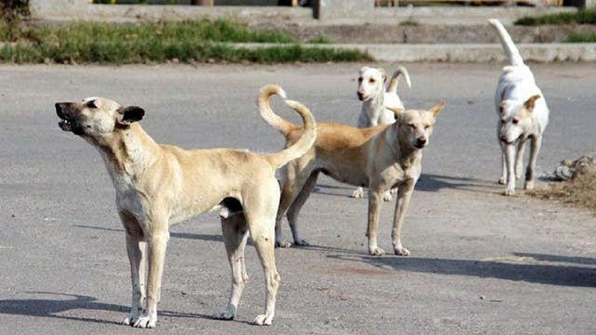 Telangana: 18-Month-Old Hospitalized After Stray Dog Attack In Karimnagar