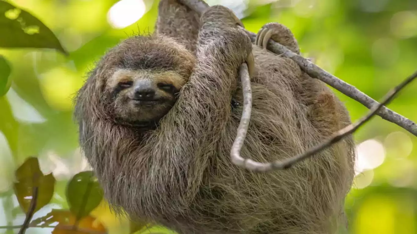 Deadly Sloth Fever: A Growing Health Crisis as Oropouche Virus Spreads Across Continents