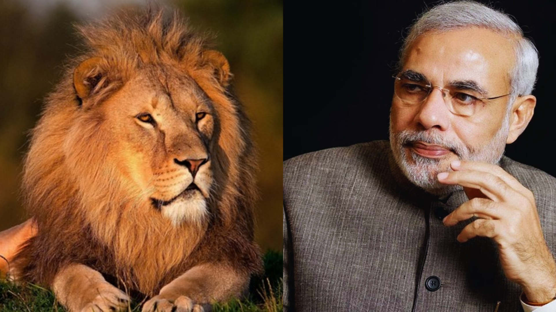 PM Modi Marks World Lion Day With Remarkable Lion Images And Appreciation For Conservationists