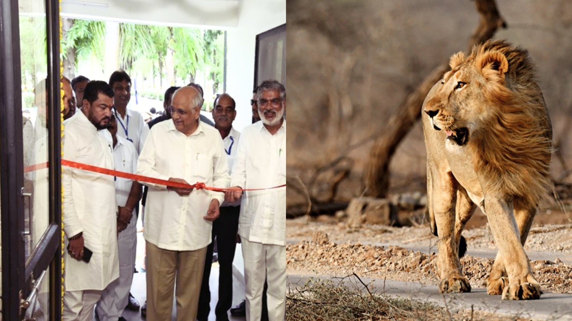 Gujarat CM Bhupendra Patel Launches Gir Forest Biodiversity Exhibition On World Lion Day